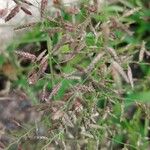 Eragrostis minor Цветок