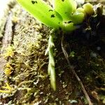 Bulbophyllum elliotii 其他