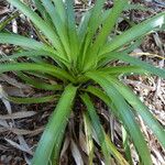 Eryngium paniculatum Habitus