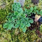 Saxifraga cotyledon 葉