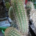Weberbauerocereus weberbaueri 整株植物
