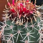 Melocactus matanzanus Blatt