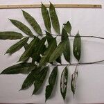 Thelypteris lingulata Other