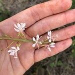 Gaura angustifolia 花