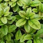 Myrsine africana Likasa