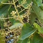 Oreopanax nymphaeifolius Hoja