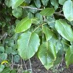 Pyrus cordata Ліст