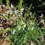 Anthericum liliago ശീലം