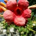 Campsis x tagliabuana Flower