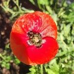 Papaver setiferum Blüte