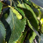 Betula utilis Fruit