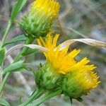 Inula spiraeifolia Kvet