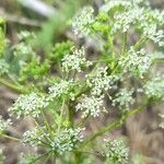 Conium maculatum Flower