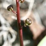 Scilla haemorrhoidalis Other