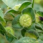 Malva arborea ഫലം