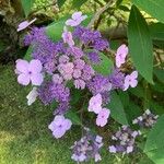 Hydrangea aspera Flor