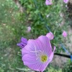 Oenothera speciosaᱵᱟᱦᱟ