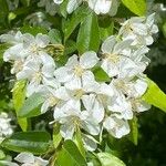 Malus spectabilis Kvet