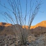 Fouquieria splendens Other