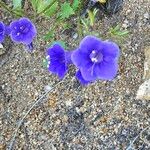 Phacelia campanularia 花