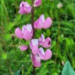 Lupinus perennisപുഷ്പം