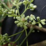 Trichilia prieuriana Fleur