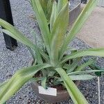 Agave sisalana Folla