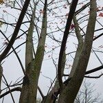 Acer × freemanii বাকল