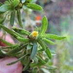 Pectis prostrata Otro