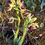 Ophrys sphegodes Hábito