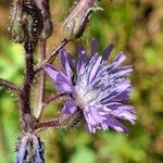 Cicerbita alpinaFlower