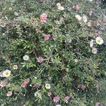 Erigeron karvinskianus Vivejo