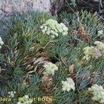 Seseli bocconei Habit
