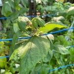 Rubus occidentalisLeaf