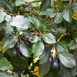 Cotoneaster acutifolius Fruit