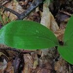 Clintonia umbellulata 葉