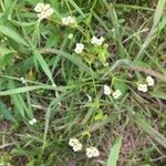 Valeriana woodsiana Flower