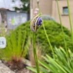 Agapanthus africanusBlüte