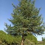 Pinus lambertiana Hábito