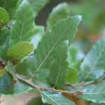 Quercus trojana Feuille