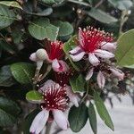 Acca sellowiana Flor