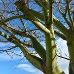 Ceiba speciosa പുറംതൊലി