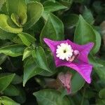 Bougainvillea glabra花