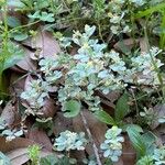 Trifolium dubium Blad