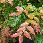 Vaccinium ovatum Leaf