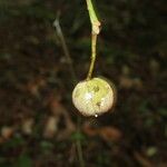 Mabea montana Fruit