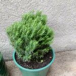 Juniperus chinensis List