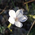 Linum tenuifolium Flower