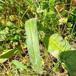 Echium italicum Leaf