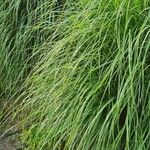 Miscanthus sinensisপাতা